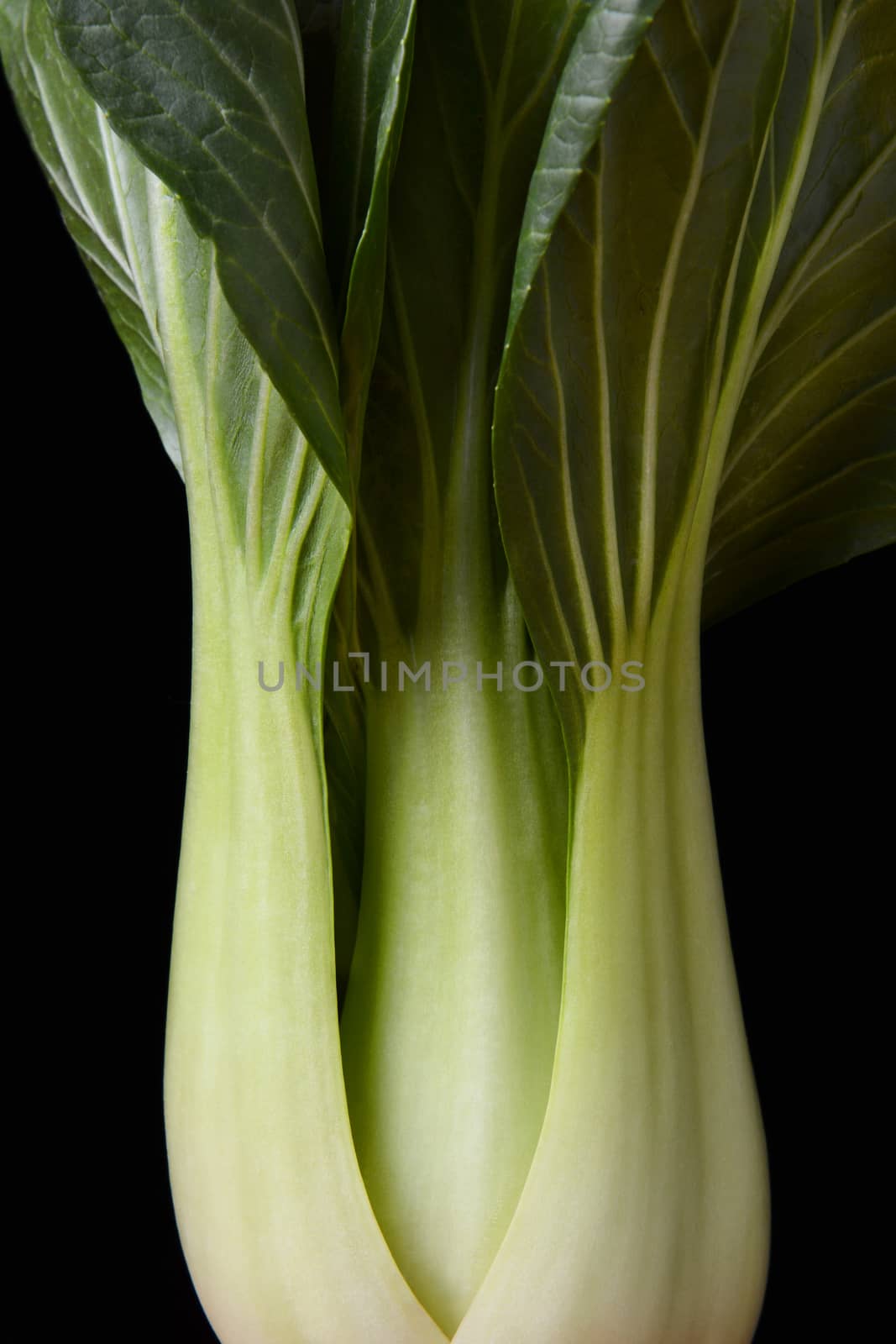 Closeup still life of Green or Baby Bok Choy on a black background. 