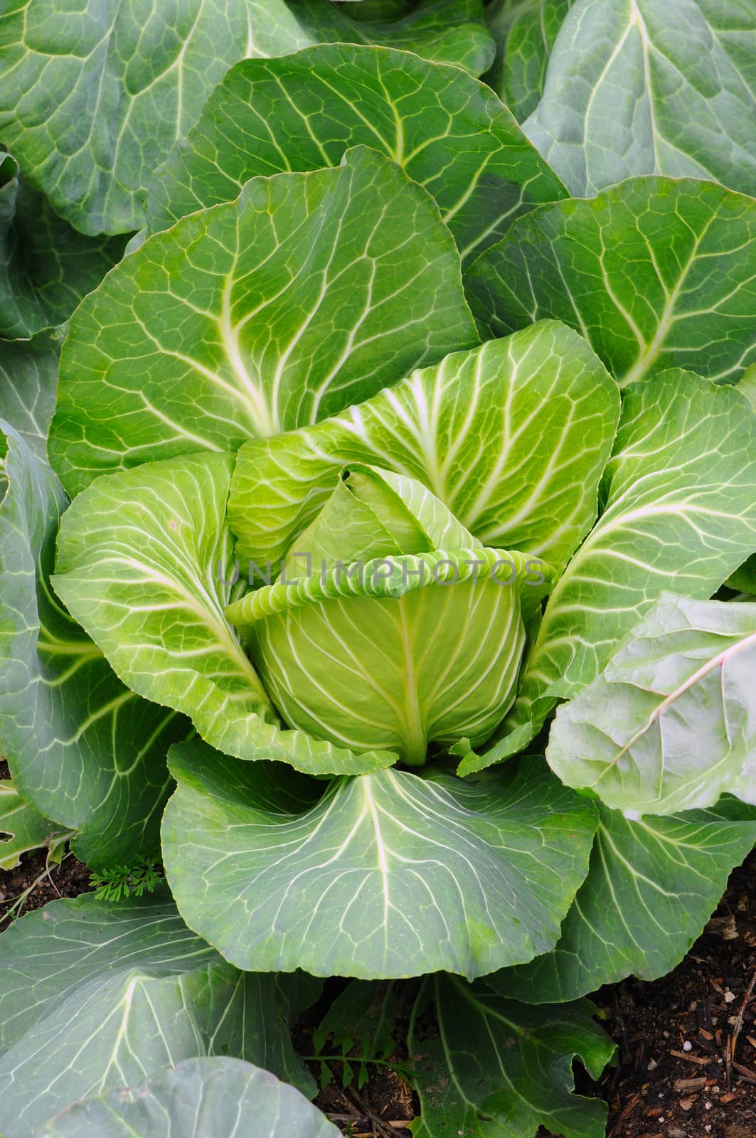 Close up of a Green Cabbage Plant, Brassica oleracea Linne.