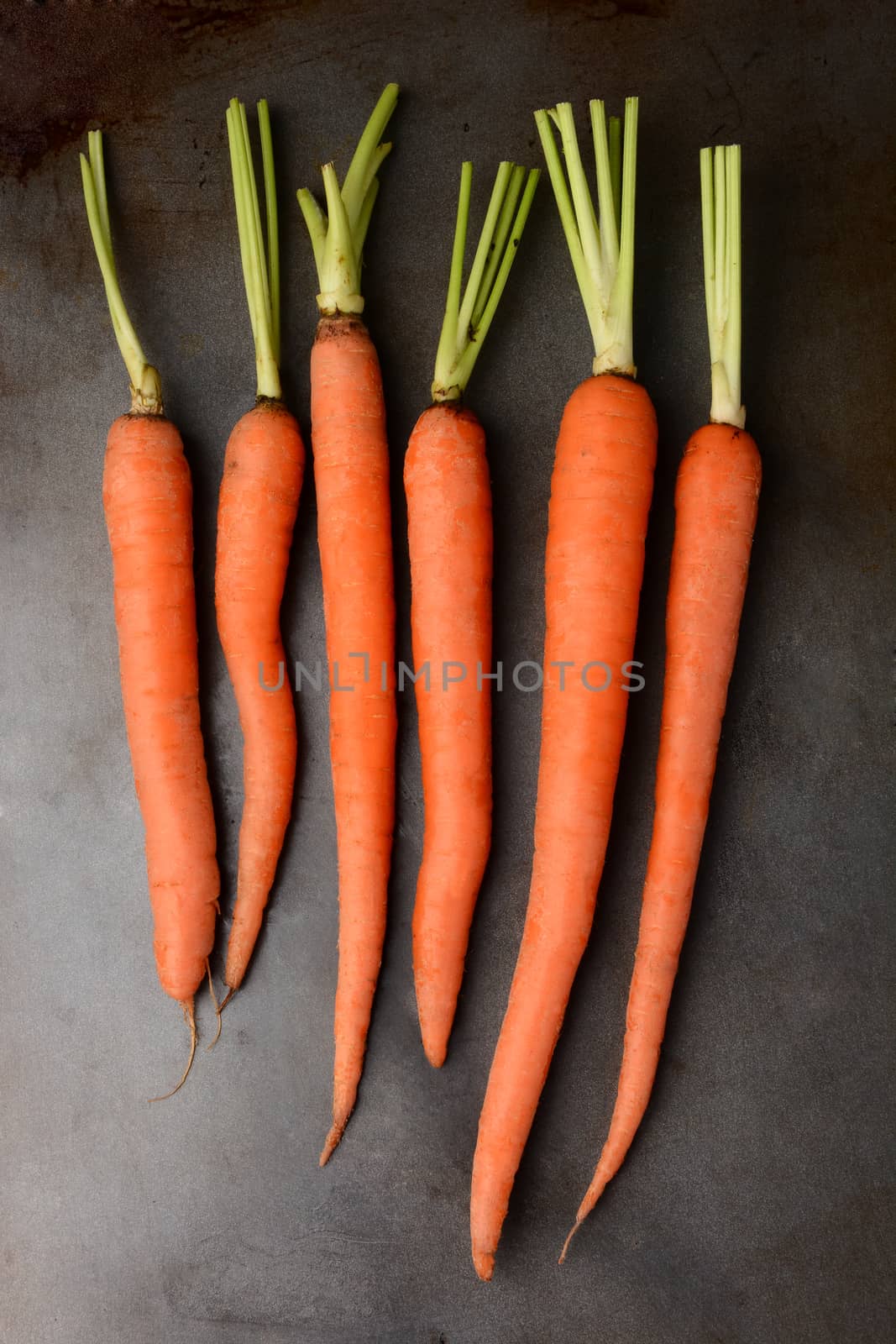 Fresh picked organic carrots on a metal cooking sheet. The leafy tops of the carrots have been cut off. Vertical format.