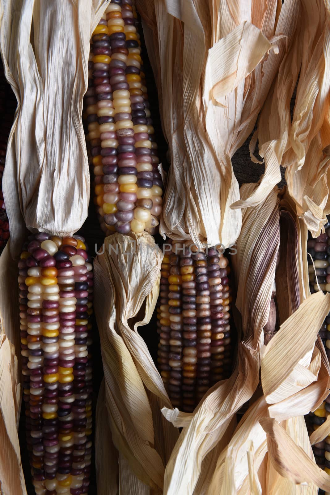 High angle vertical closeup shot of a group of flint corn cobs with husks. Also known as Indian Corn, Calico Corn and Ornamental Corn.