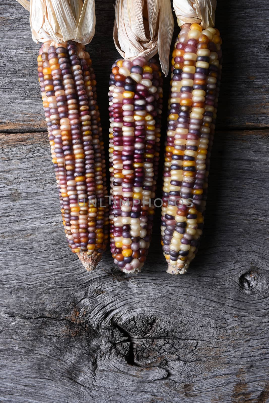 High angle shot of a three flint corn cobs. Also known as Indian Corn, Calico Corn and Ornamental Corn.