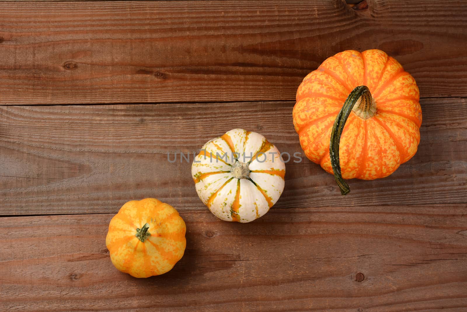 Decorative pumpkins and gourds still life on a rustic dark wood background. The three gourds are at an angle leaving copy space at the top and bottom.