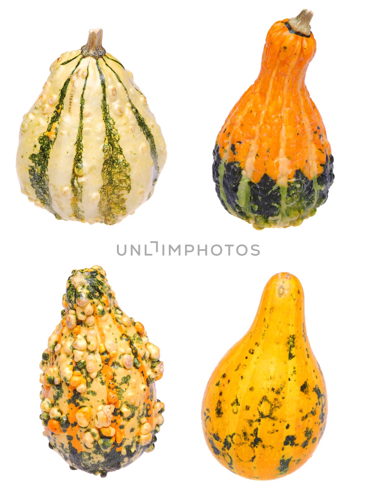 Four different gourds on white. 