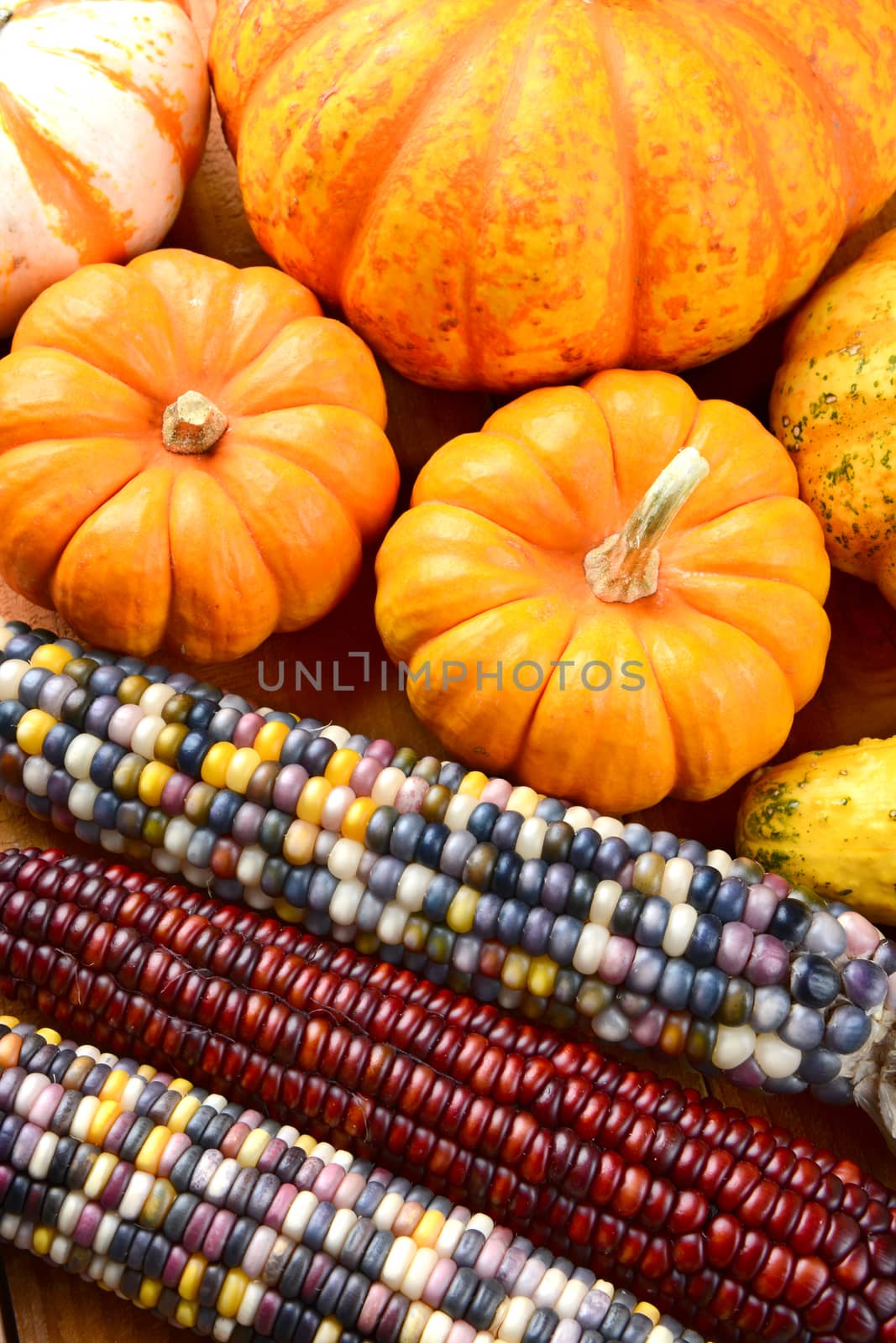 Vertical view of Autumn corn and ornamental gourds and pumpkins. High angle photo of colorful Fall decorations.