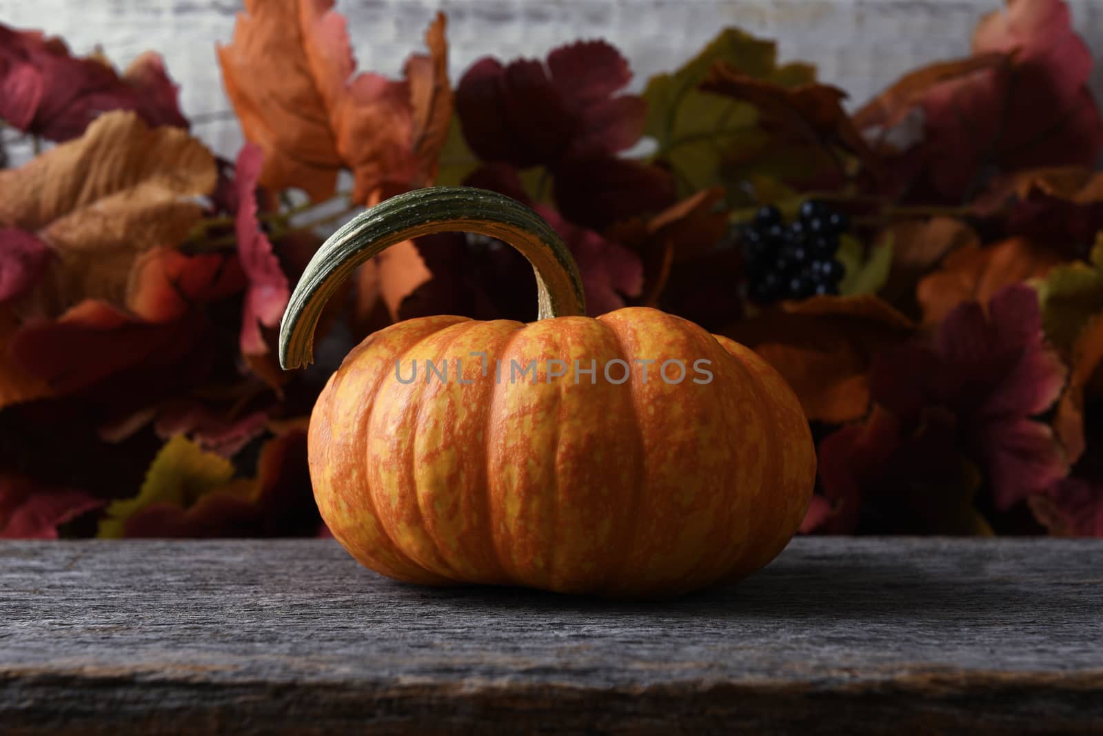 Autumn Pumpkin still life with Fall leaves