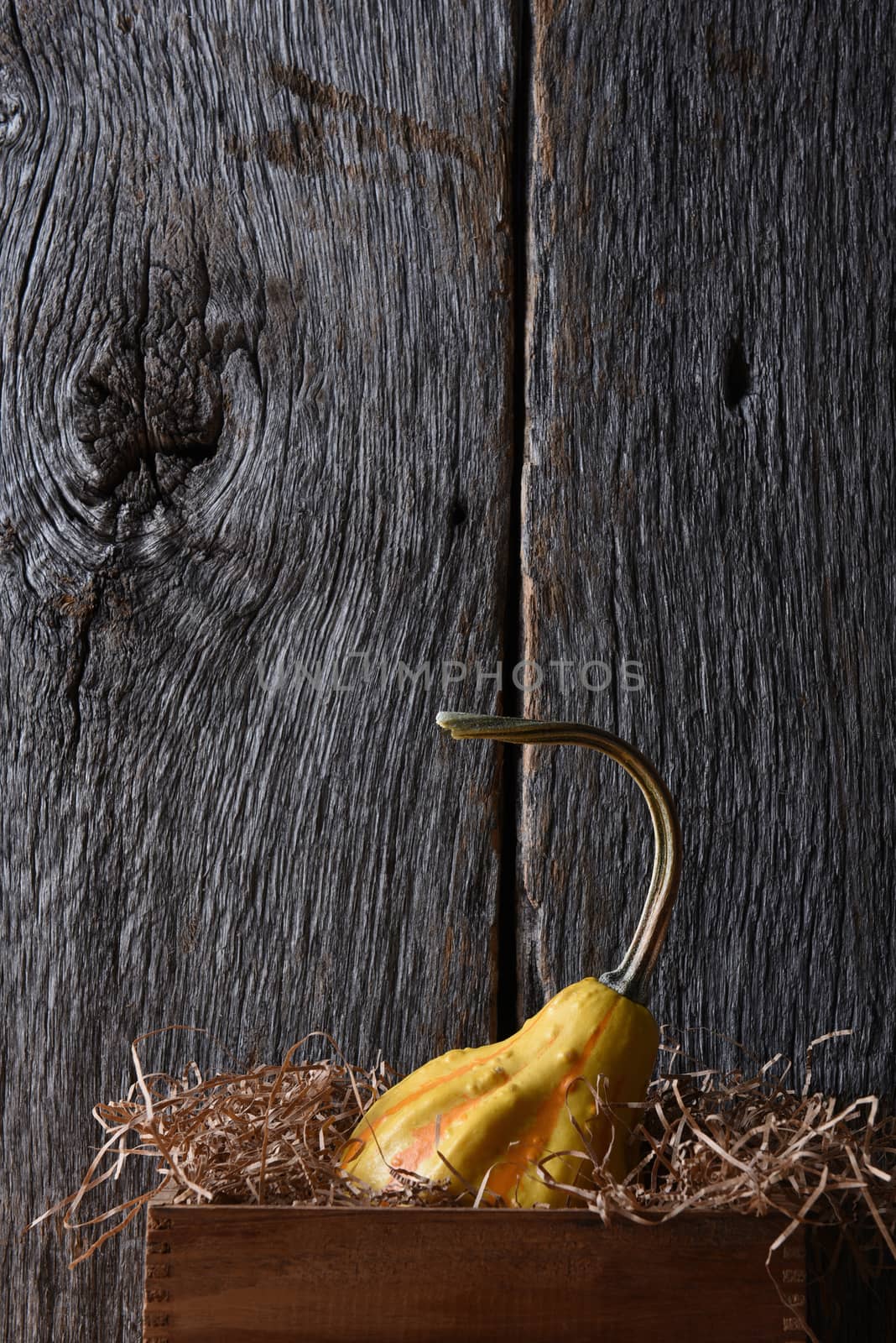 A single decorative gourd in a wood box with packing material, against a rustic wood background with copy space.