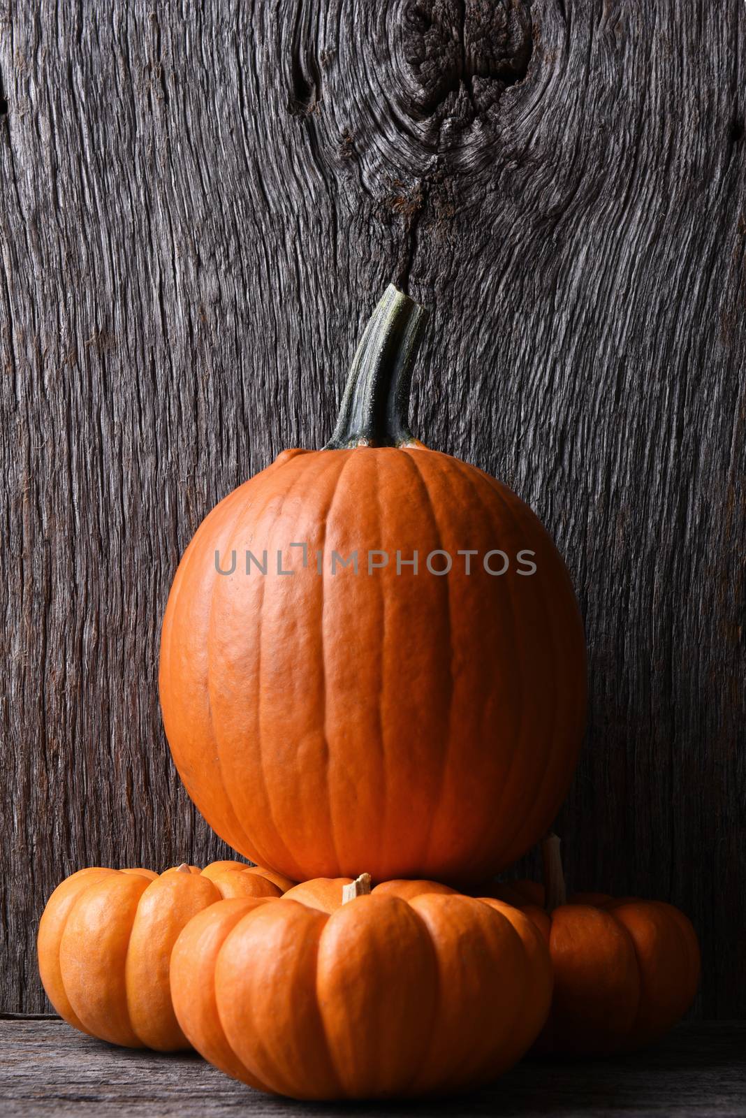 Carving pumpkin on top of three decorative mini pumpkins, Vertical format with copy space.