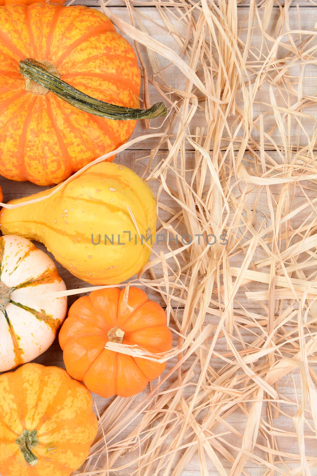 High angle still life of autumn decorative pumpkins and gourds with straw. Vertical format on a white wood table with copy space.