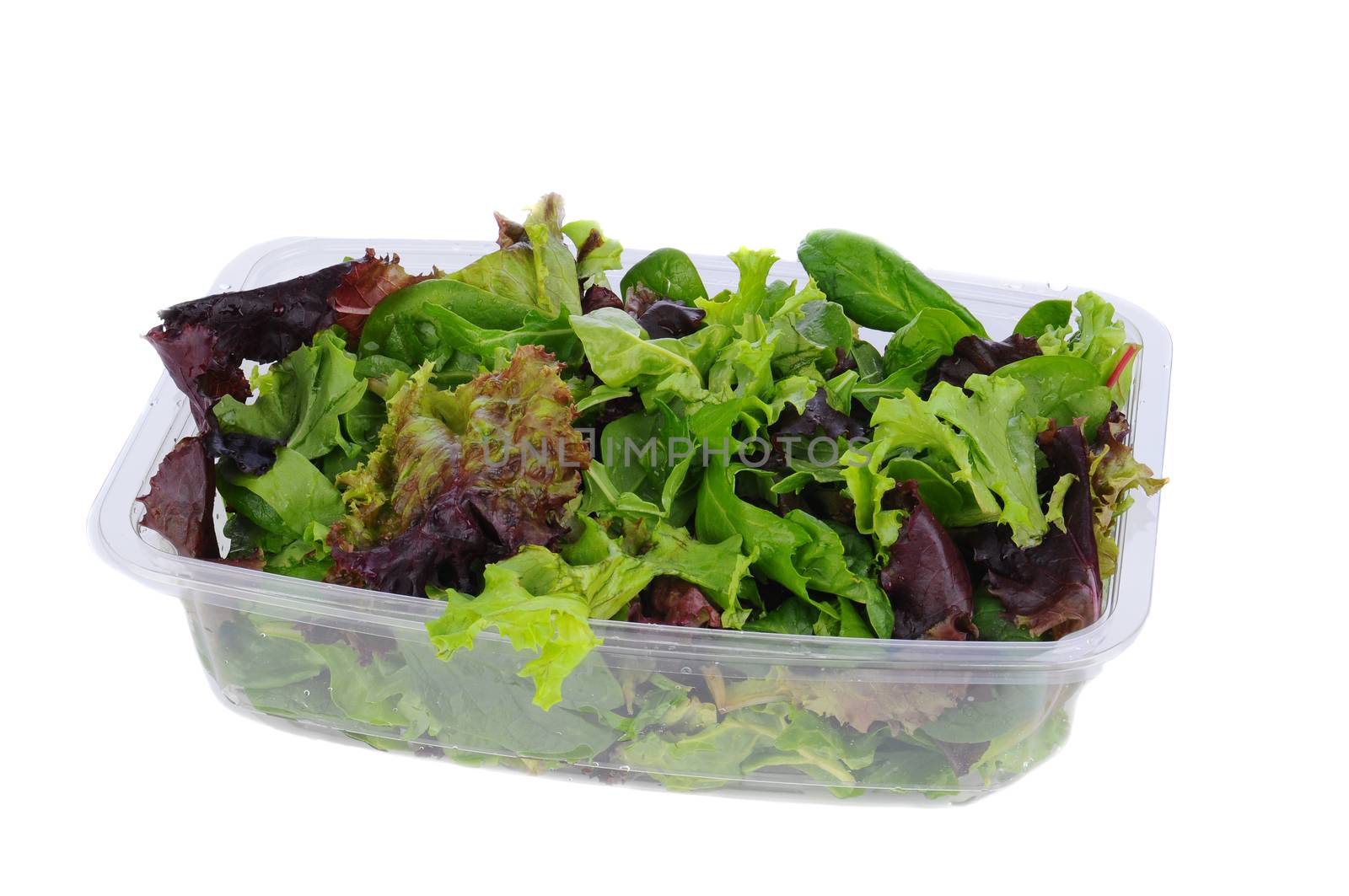 Fresh salad greens ina plastic tub. Closeup on a white background. 