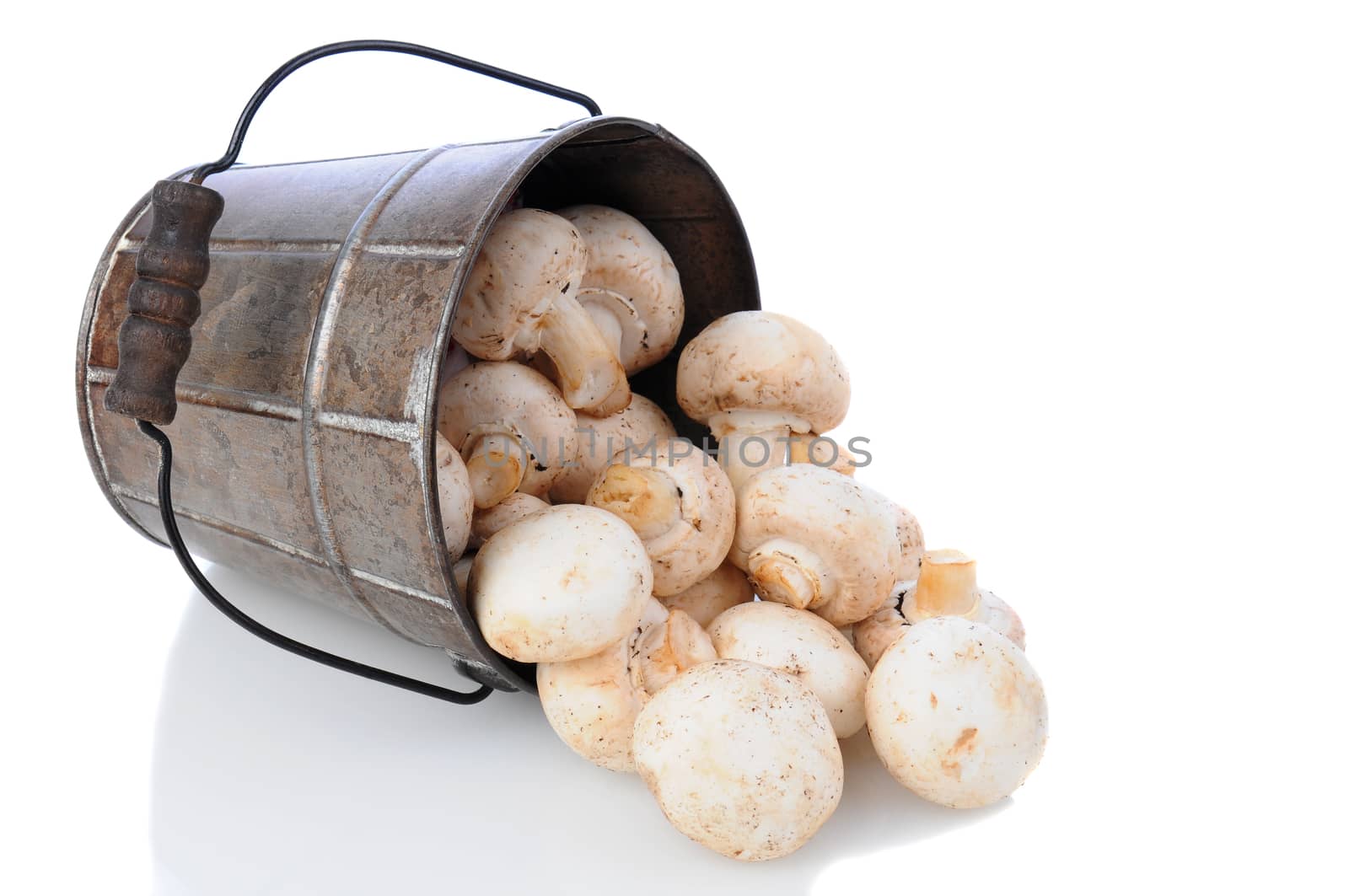 Fresh picked mushrooms spilling from a bucket laying on its side over a white background.