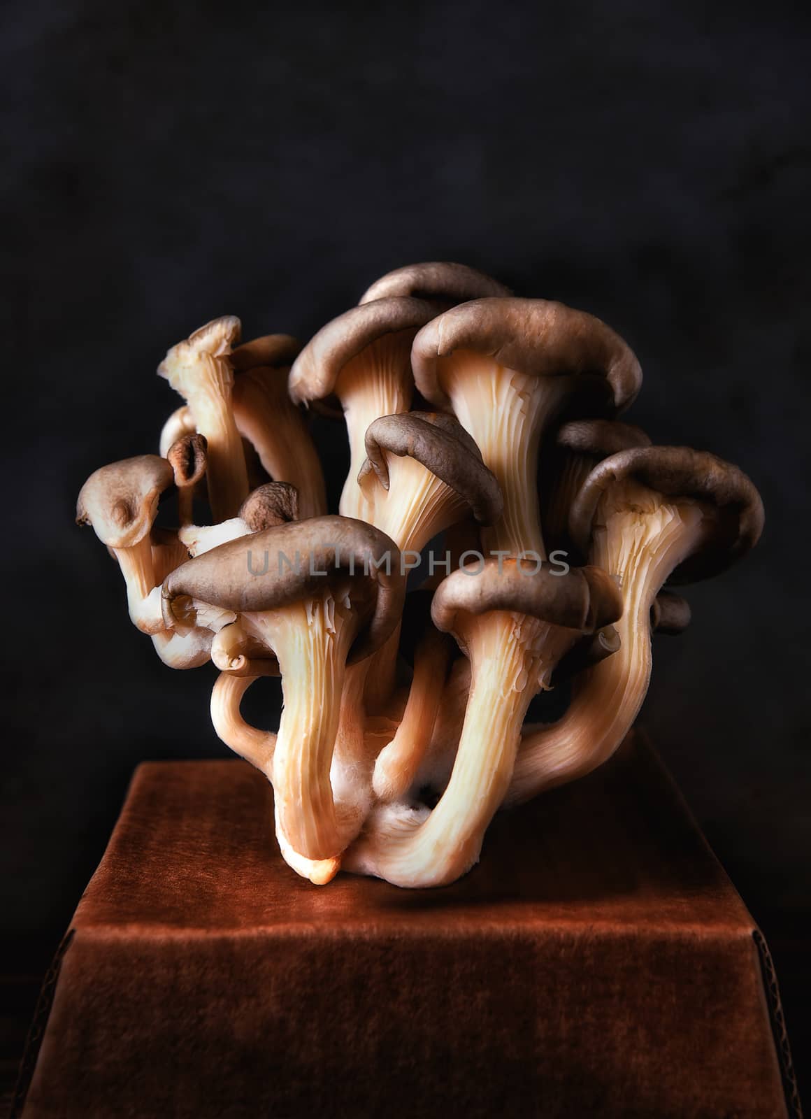  A cluster of Oyster mushrooms (Pleurotus ostreatus) on a brown cardboard box with a mottled dark gray background. The oyster mushroom is frequently used in Japanese, Korean and Chinese cuisine as a delicacy. Vertical format with copy space.