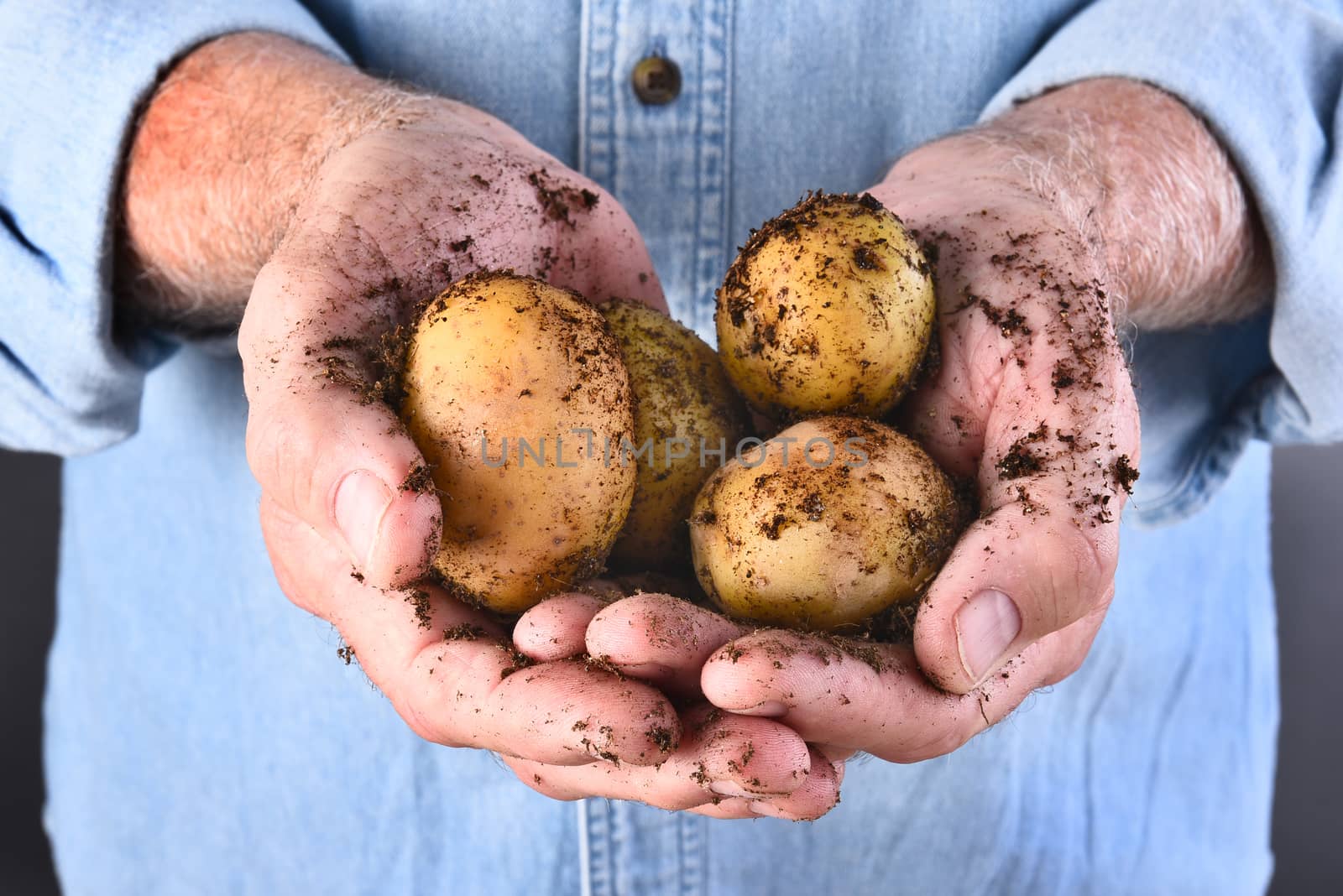 Farmer Holding Organic Potatoes by sCukrov