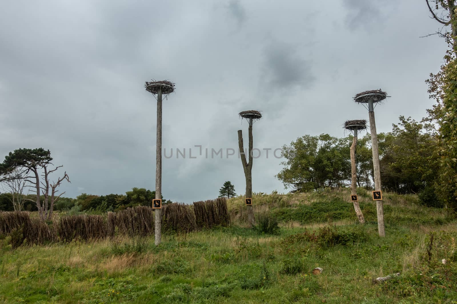 Stork nests on poles in Zwin Plane, Knokke-Heist, Belgium. by Claudine