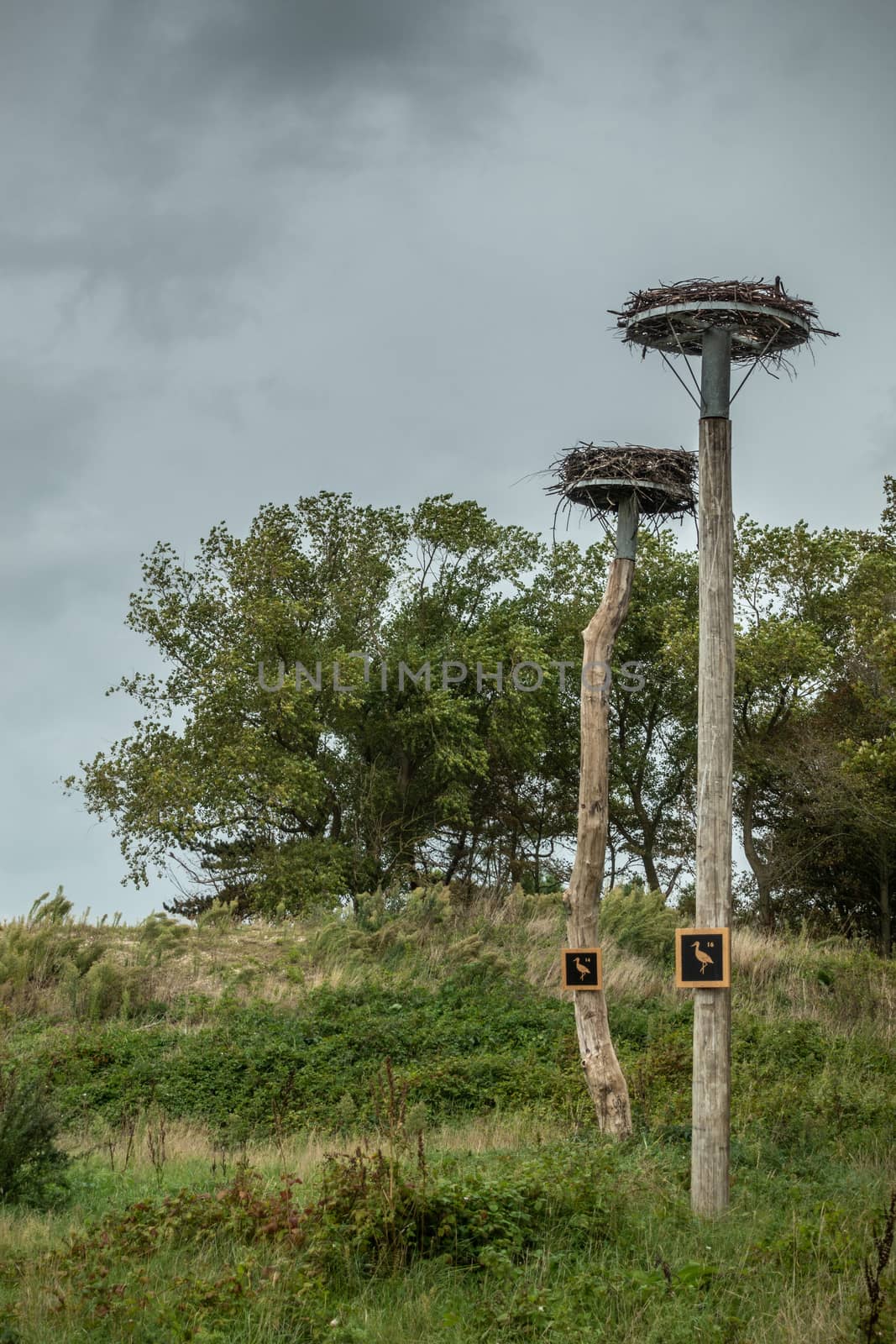 Stork nests on poles in Zwin Plane, Knokke-Heist, Belgium. by Claudine