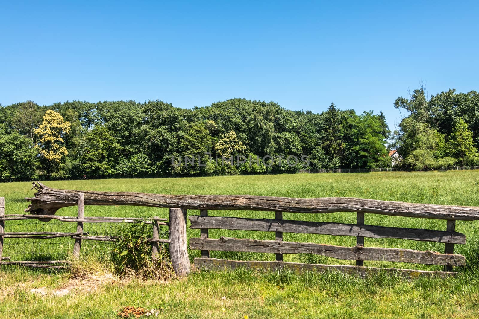 Bokrijk, Belgium - June 27, 2019: Closeup of old gray wooden gate closure with tree balance beam to facilitate opening. Green wall of trees under blue sky.