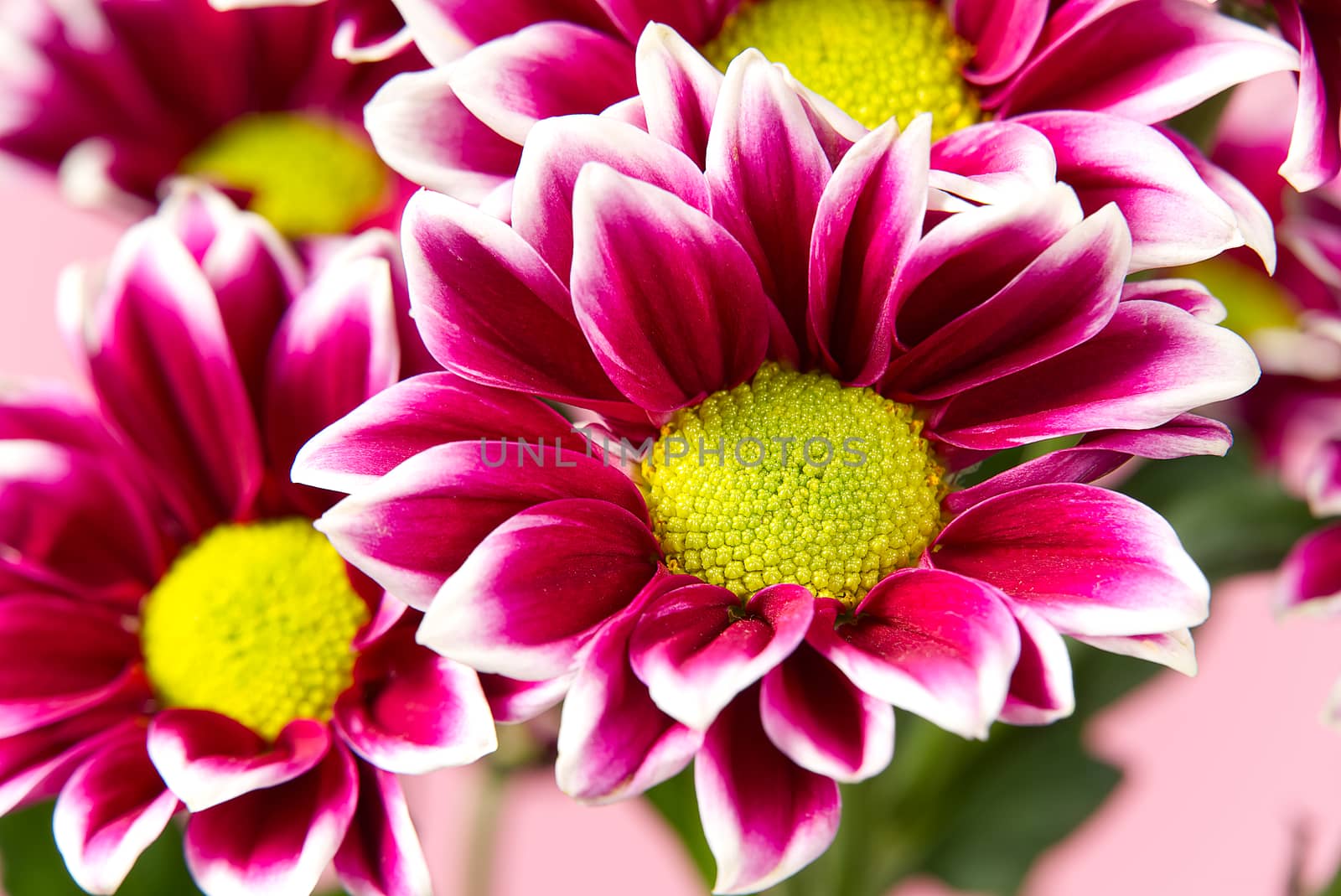 Beautiful fresh pink chrysanthemum, close-up shot, pink and yellow daisies flowers