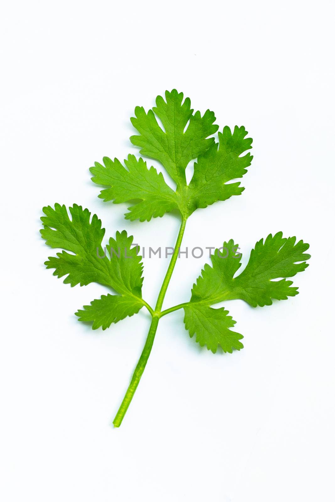 Fresh coriander leaves on a white background.