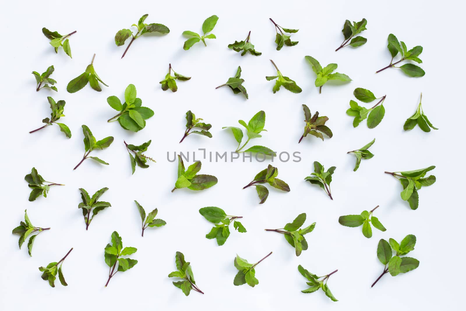 Holy basil leaves on white background. Top view