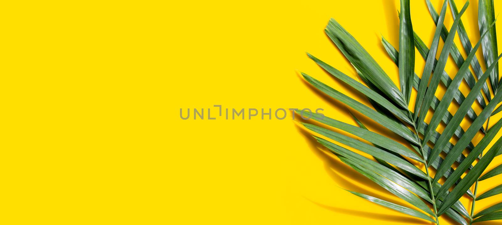 Tropical palm leaves on yellow background.  by Bowonpat