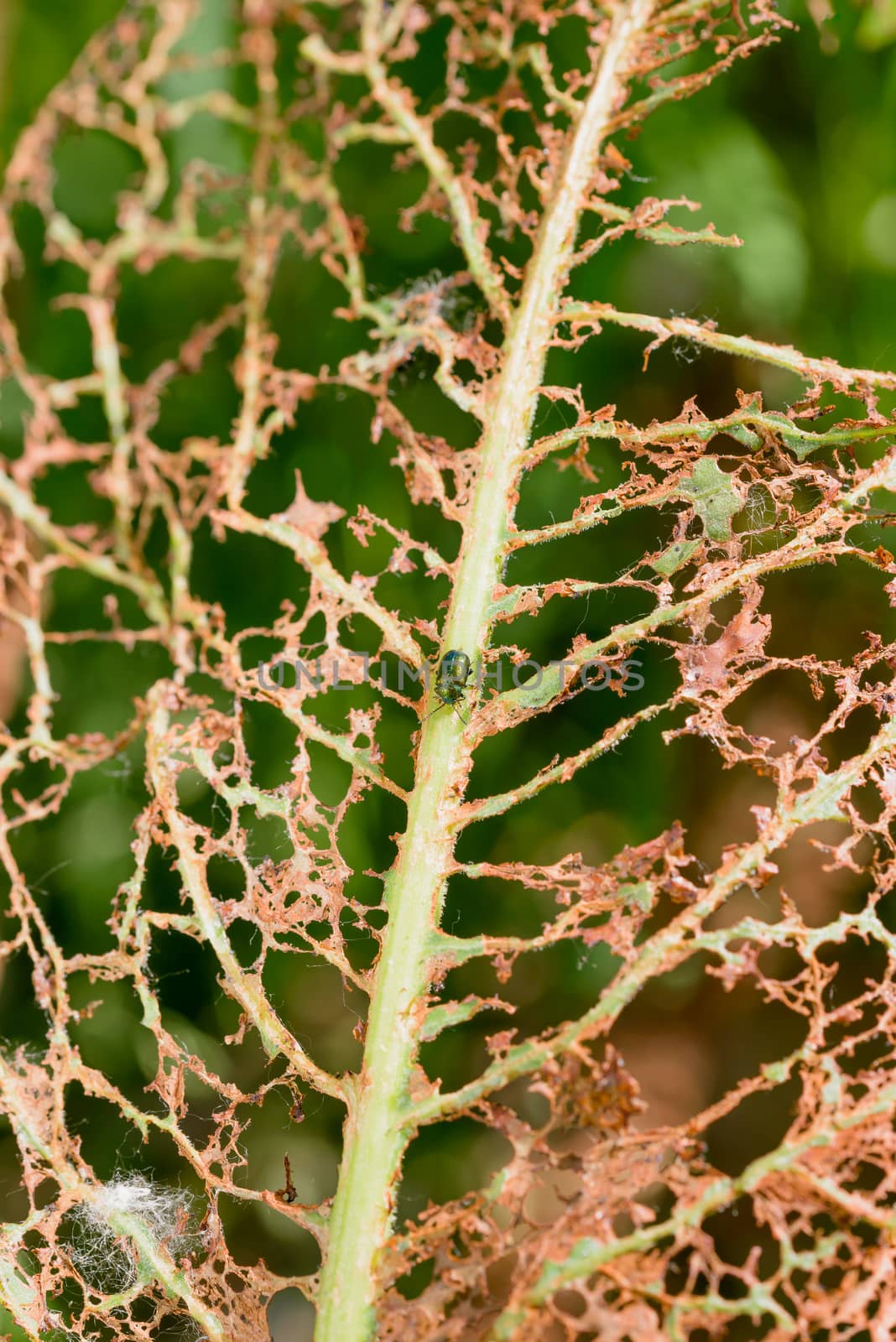 Leaf Eaten by Insects by MaxalTamor