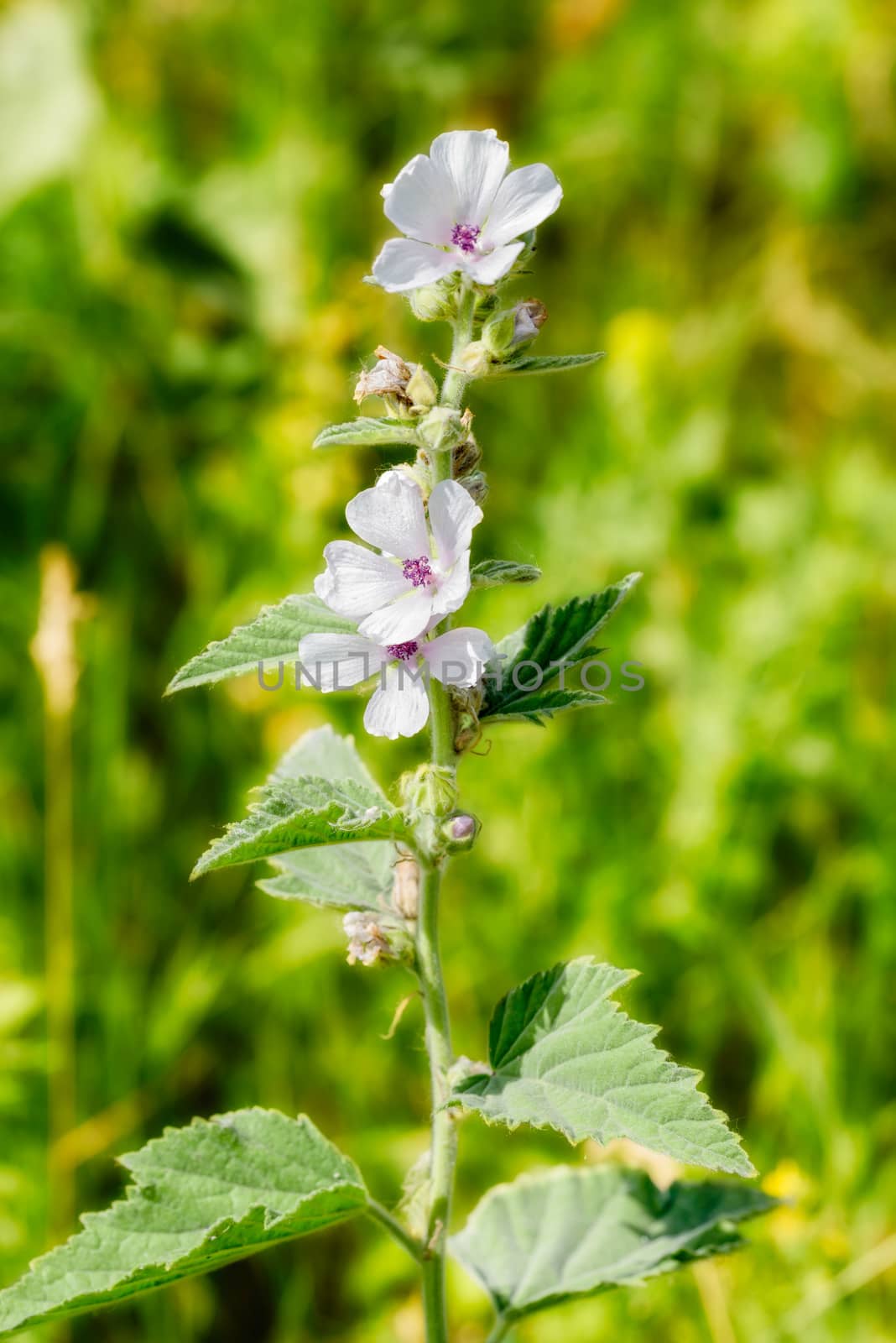 A white Marshmallow flower (Althaea) in the green meadow under the warm summer sun