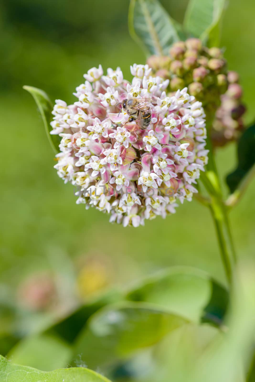 Asclepias Flower and Bee by MaxalTamor