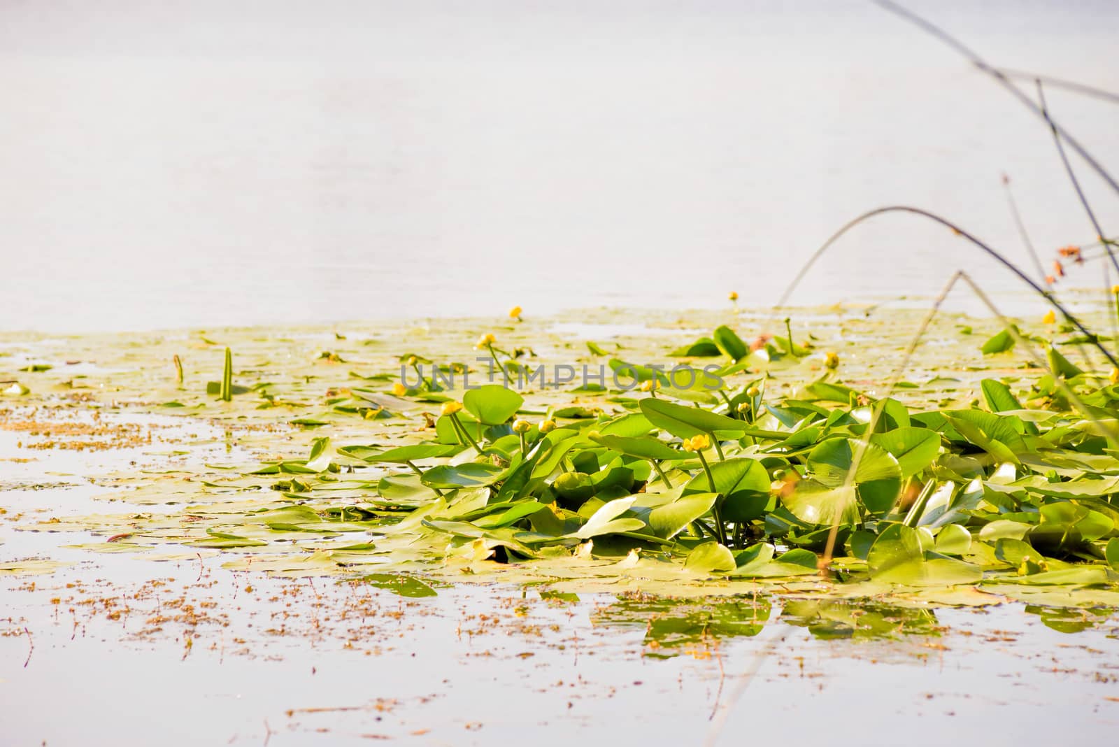 Yellow Nuphar Lutea in the Dnieper river under the warm summer sun