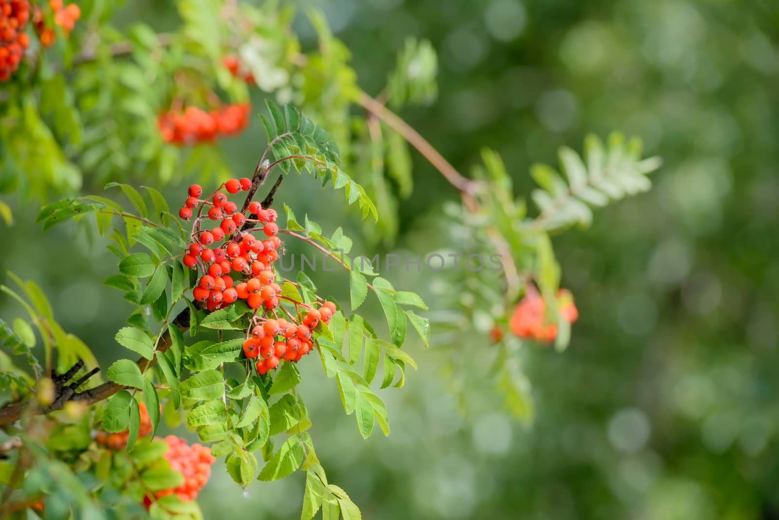Detail of red Rowan (Sorbus) fruits on the tree branch