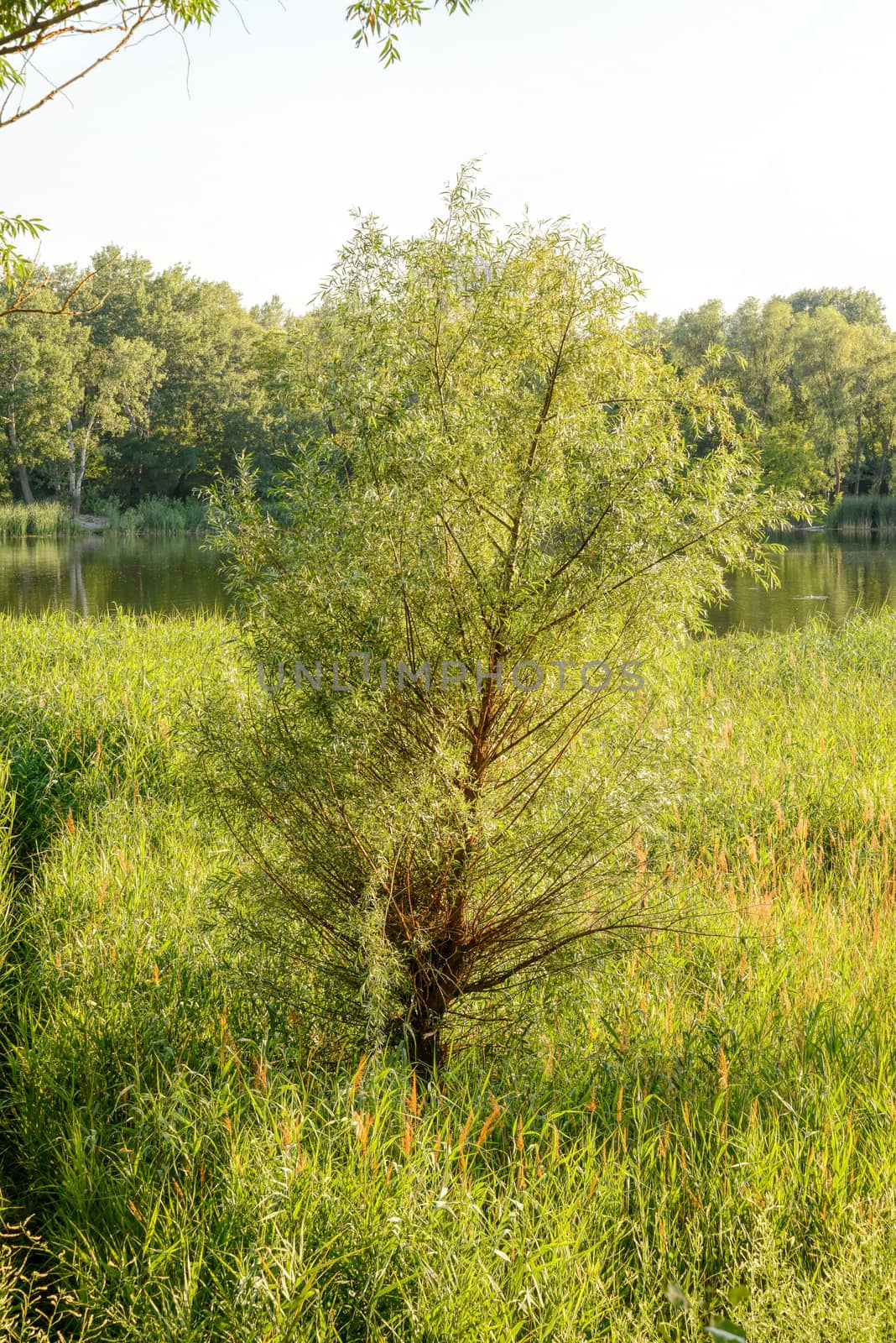 Green reeds are growing close to the lake in summer. A willow grows in the middle. The evening light plays with the wind and creates a quiet atmosphere.