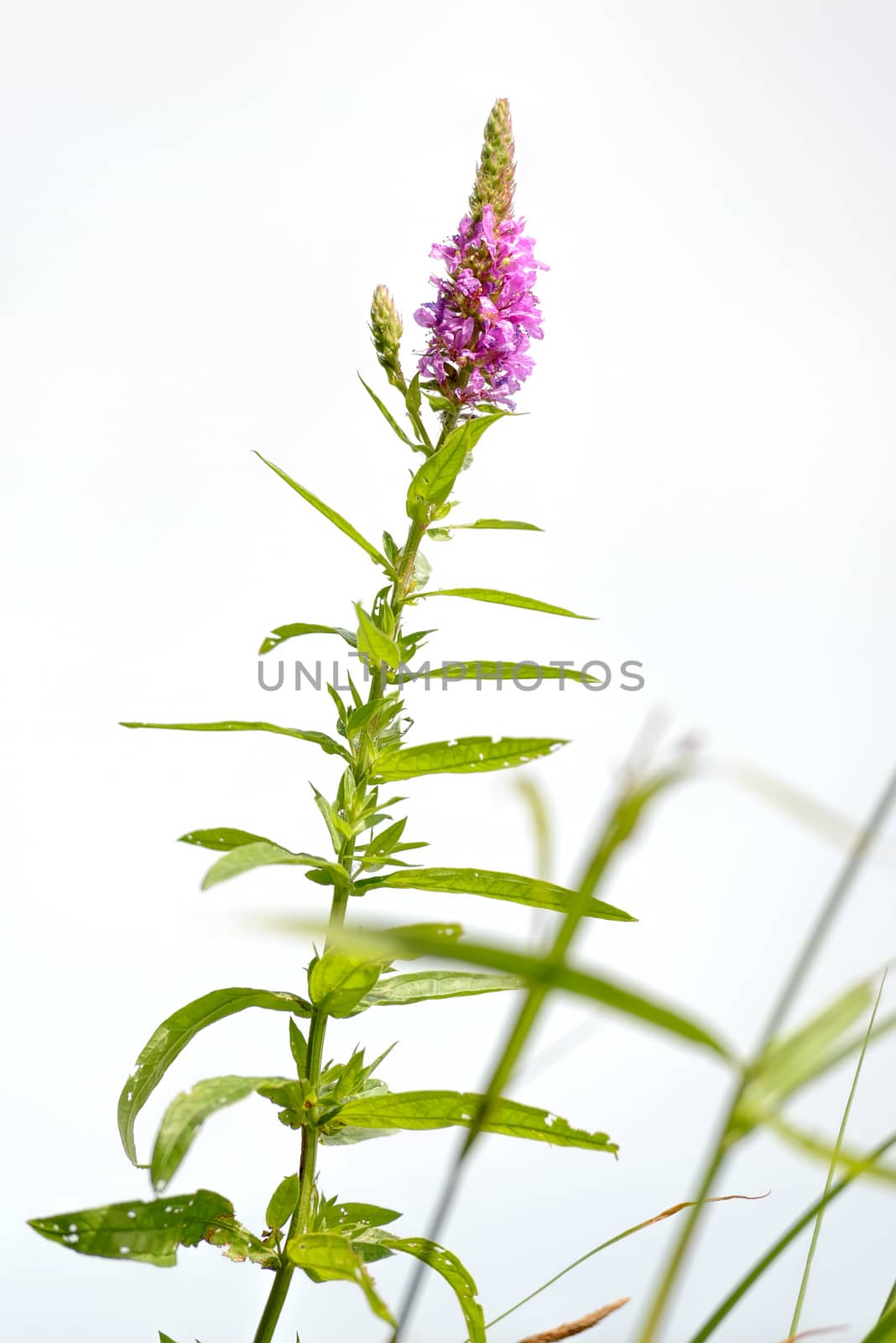 Lythrum Salicaria close to the Dnieper river during a warm summer day