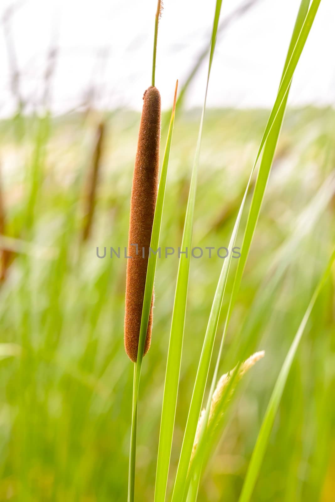 Detail of Typha Latifolia reed flower in the Dnieper river in summer
