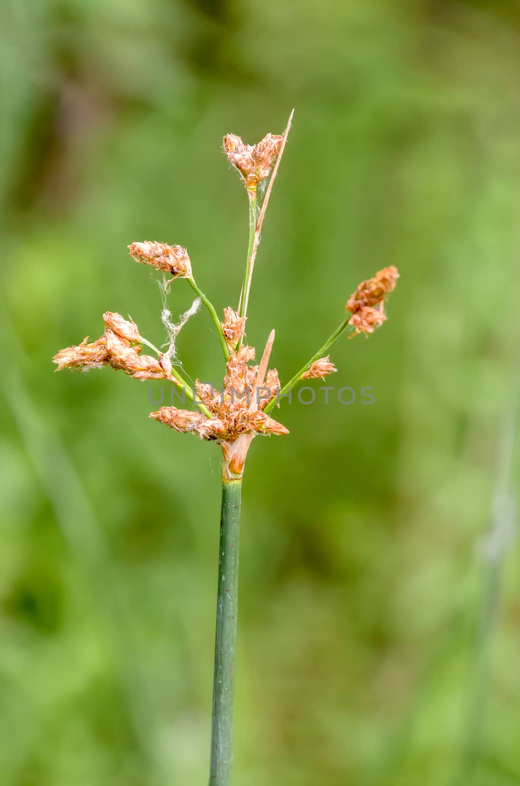 Macro photo of a Schoenoplectus flower growing in the Dnieper river in Kiev