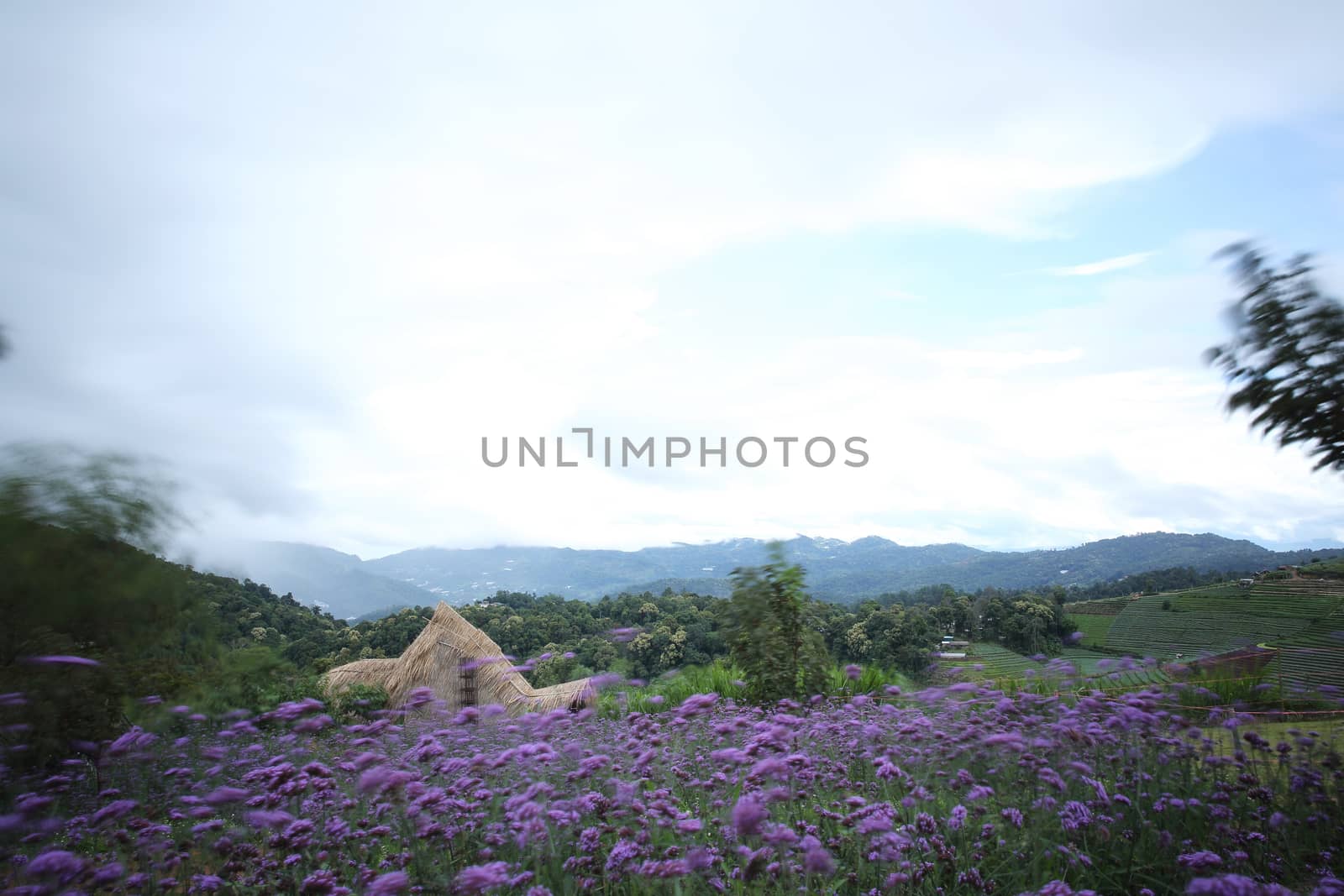 Mon Cham hill ridge with Verbena bonariensis flowers field  - Chiangmai,Thailand