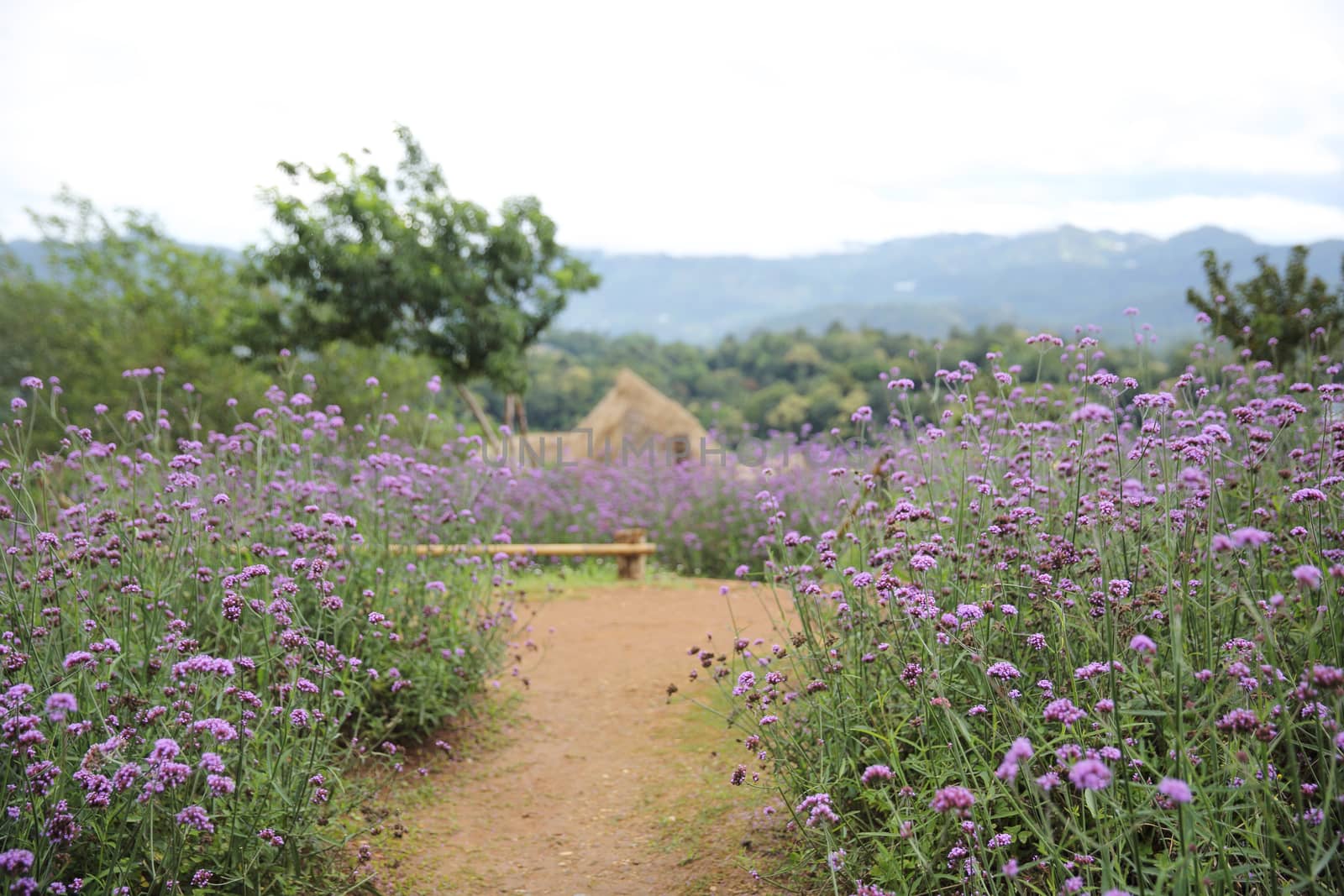 Mon Cham hill ridge with Verbena bonariensis flowers field  - Chiangmai,Thailand