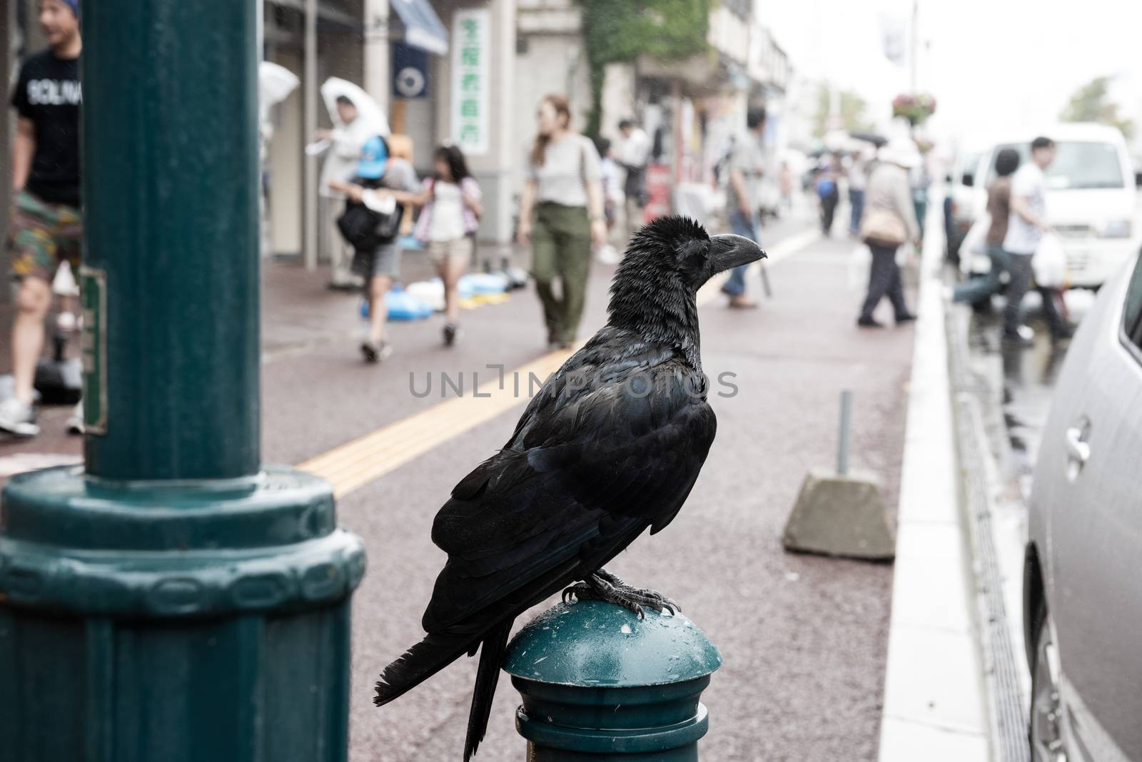 Black crow in the city with people in the background.