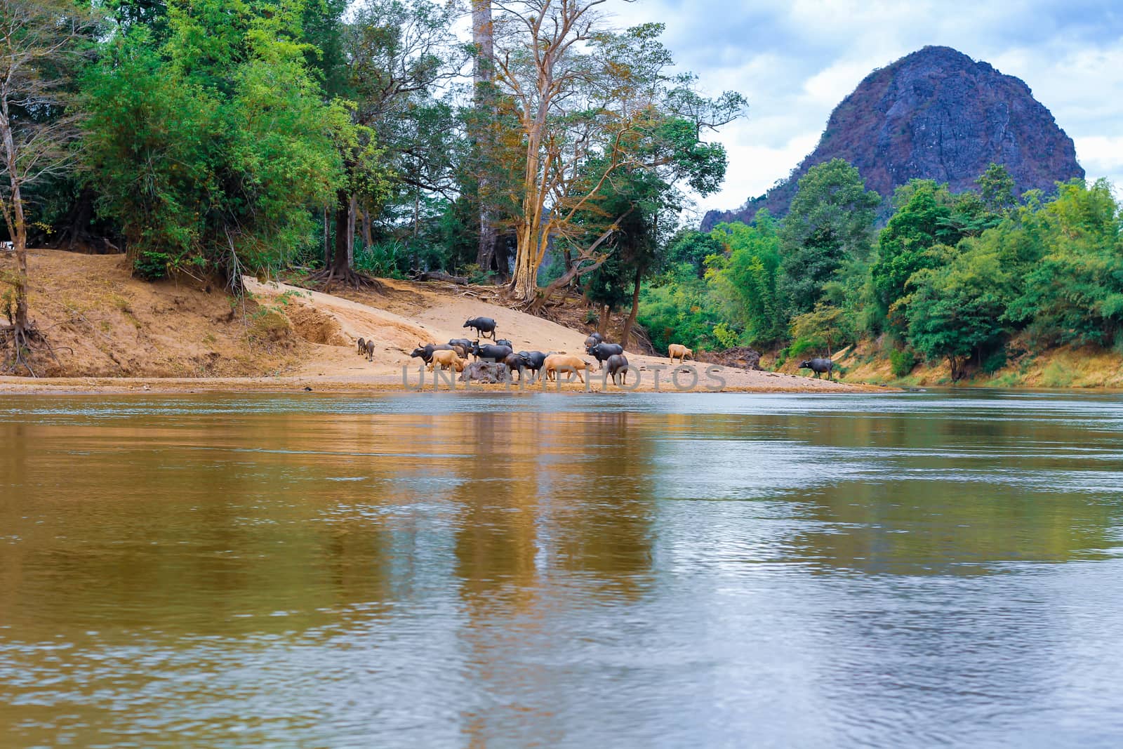 The buffalo is walking through the river In Laos. by suthipong