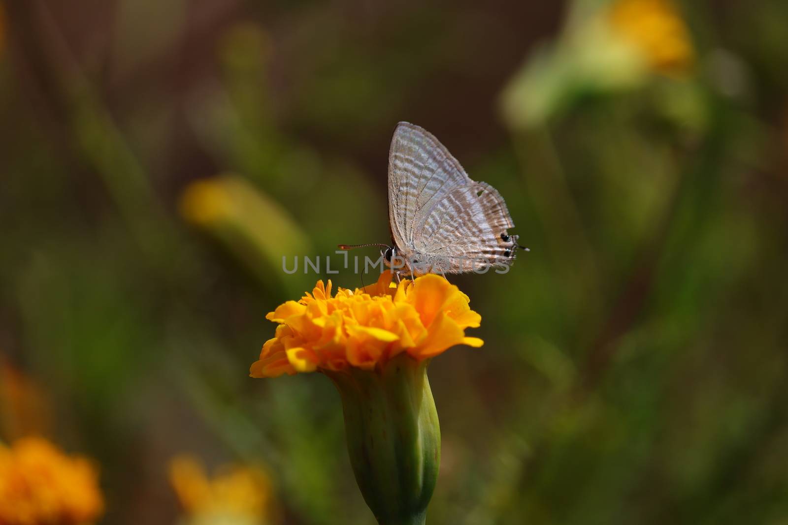 The Blues (Family Lycaenidae) butterfly on the yellow marigold