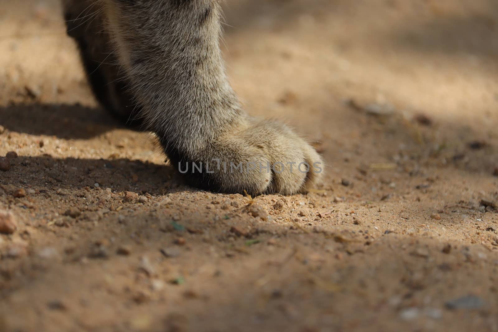 Close up of a cat's feet in light shade and sunlight