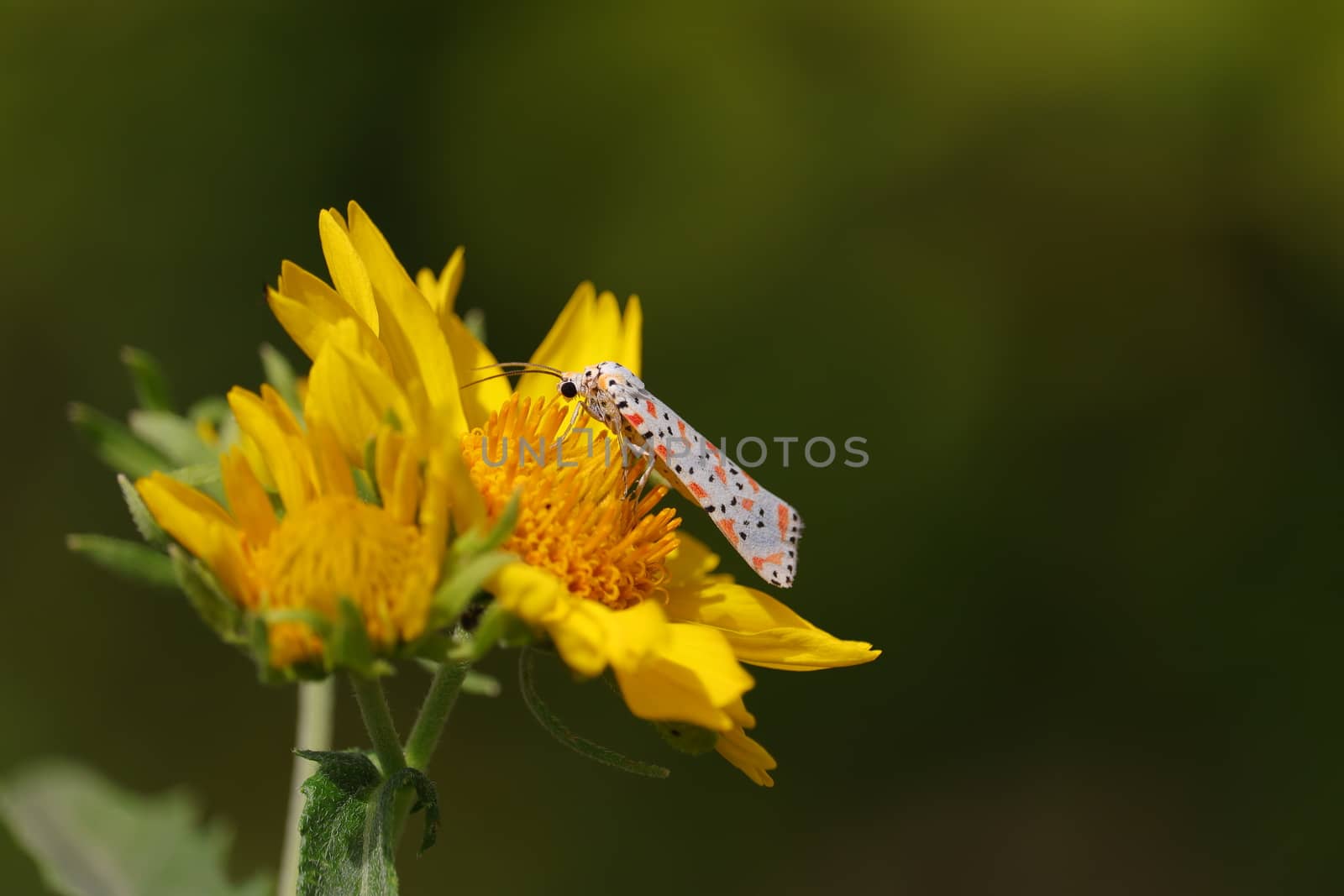 A white butterfly on wild flowers enjoying drinking juice by 9500102400