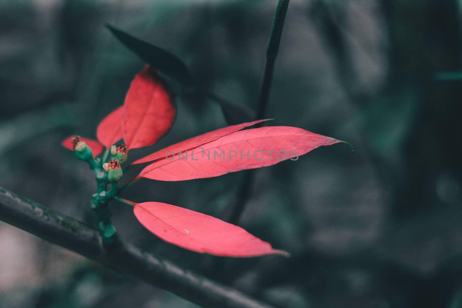 leaf that changes color to red. by suthipong