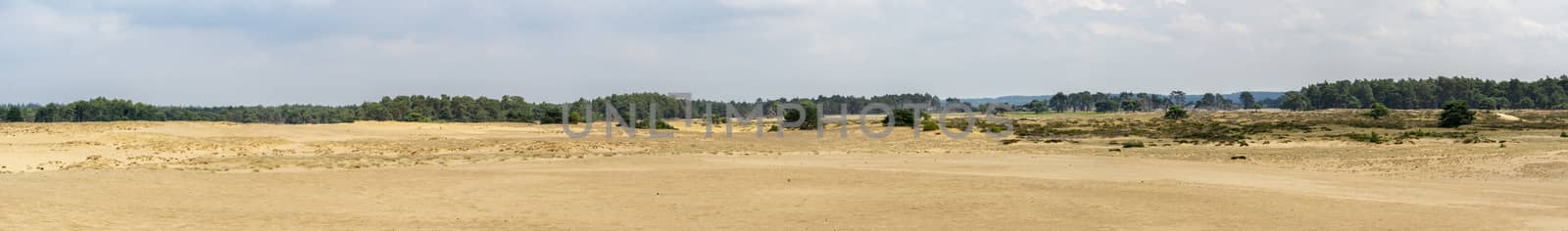 Panorama of the sand dunes at National Park Hoge Veluwe, Gelderland, Arnhem, Netherlands