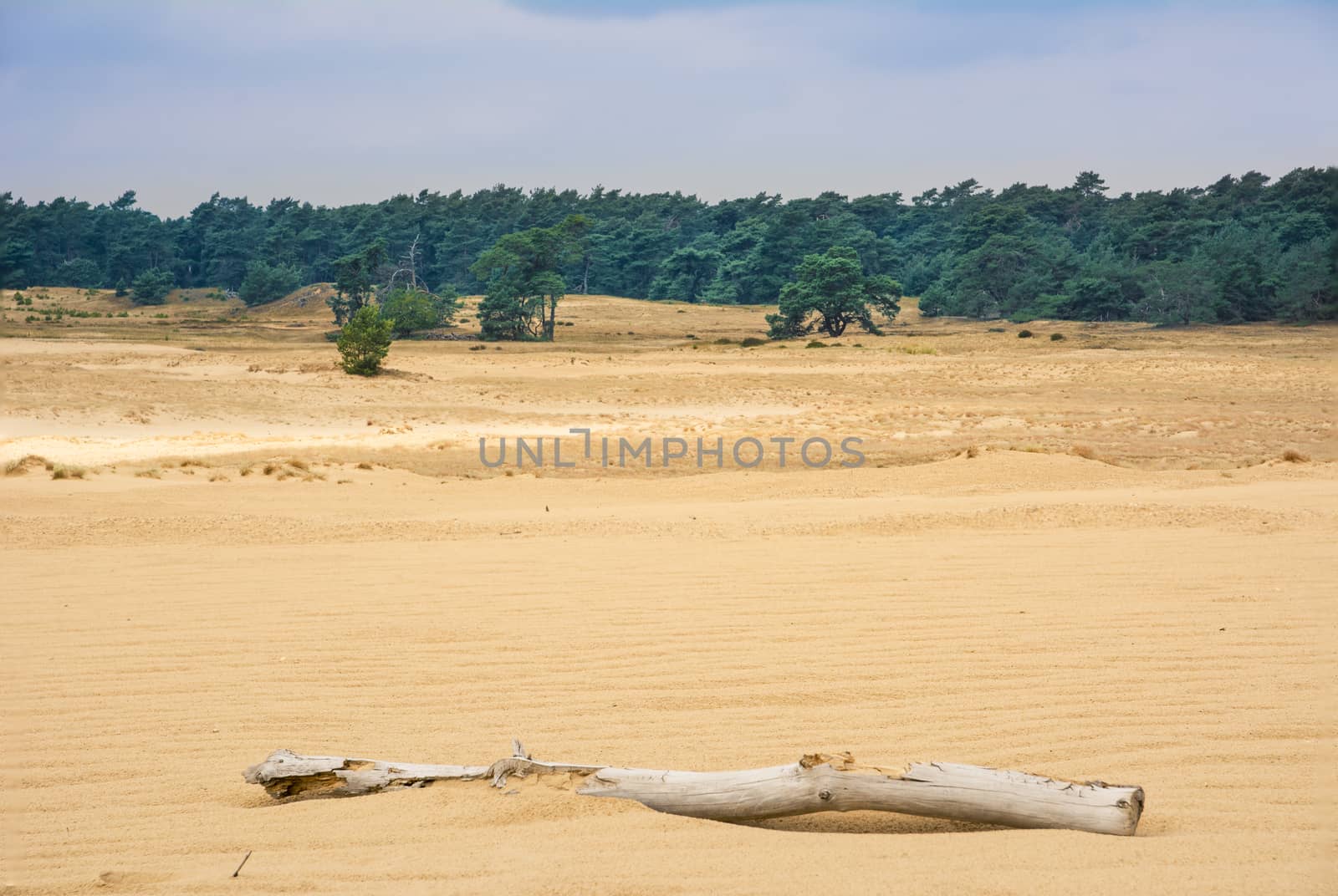 Hoge Veluwe, Gelderland, Netherlands, landscape and scenery in the dunes by kb79