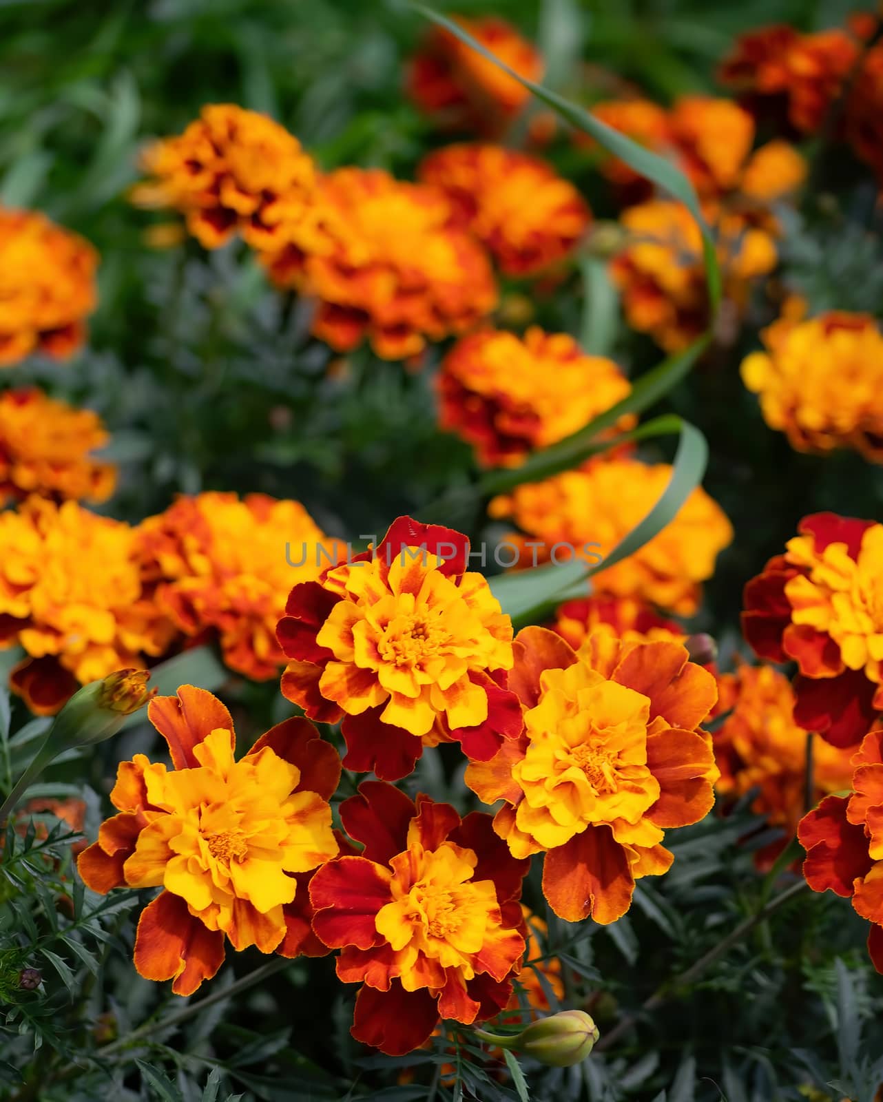 Close-up flowers of a marigold on a sunny day outdoors.