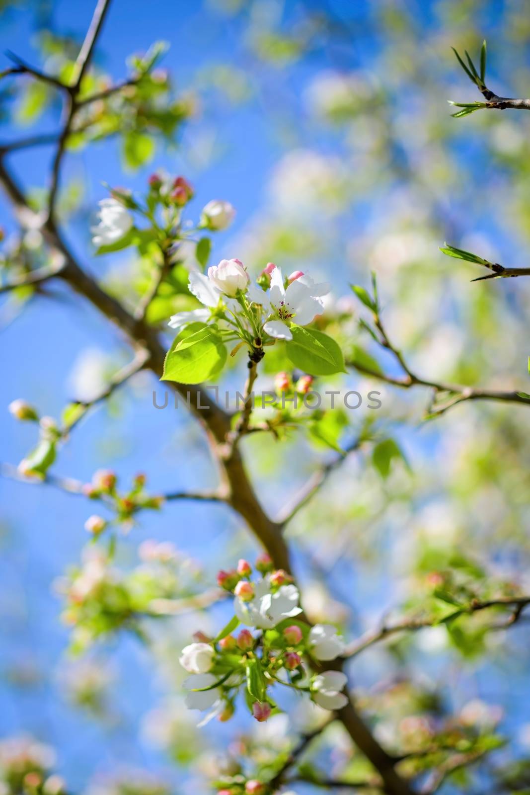 Branch of a blossoming apple tree in white flowers against the sky