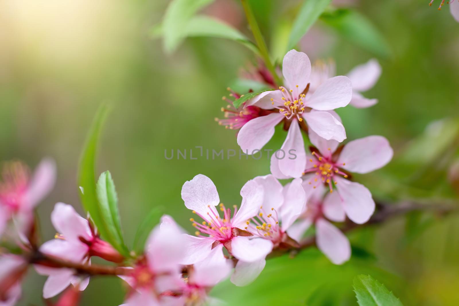 Flowering pink almond close up