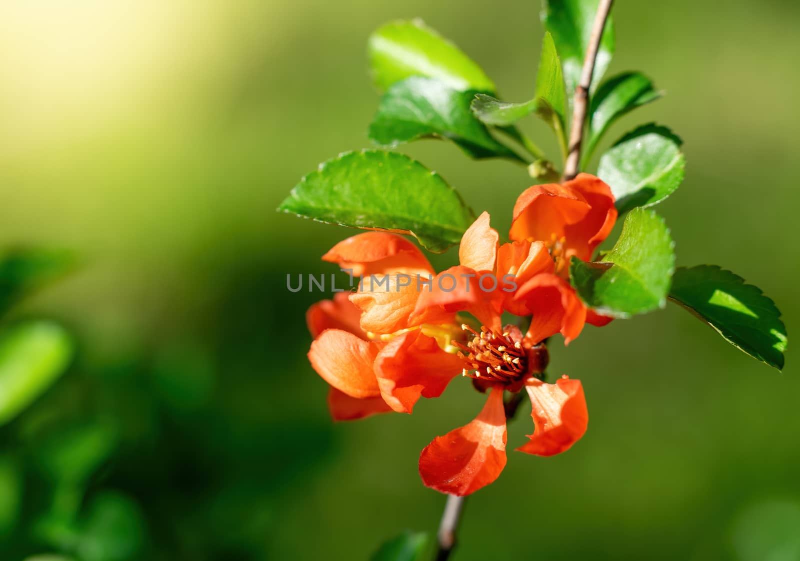 Blooming Japanese quince with bright flowers outdoors in spring day close up