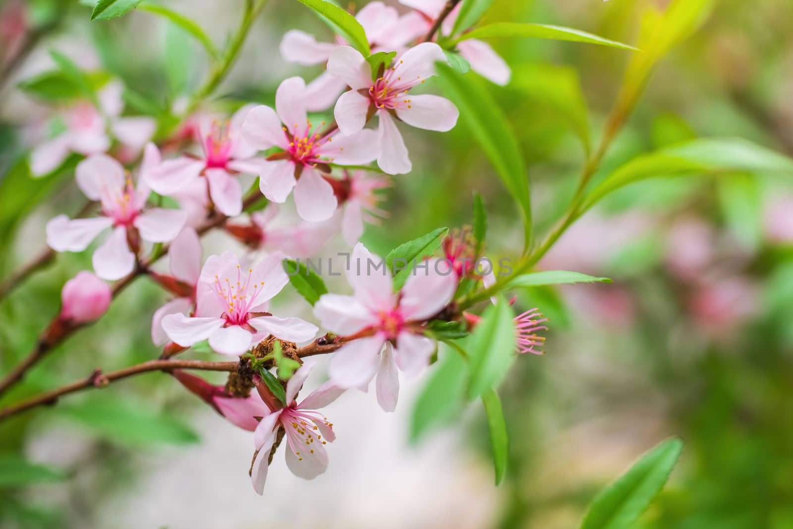 Flowering pink almond close up