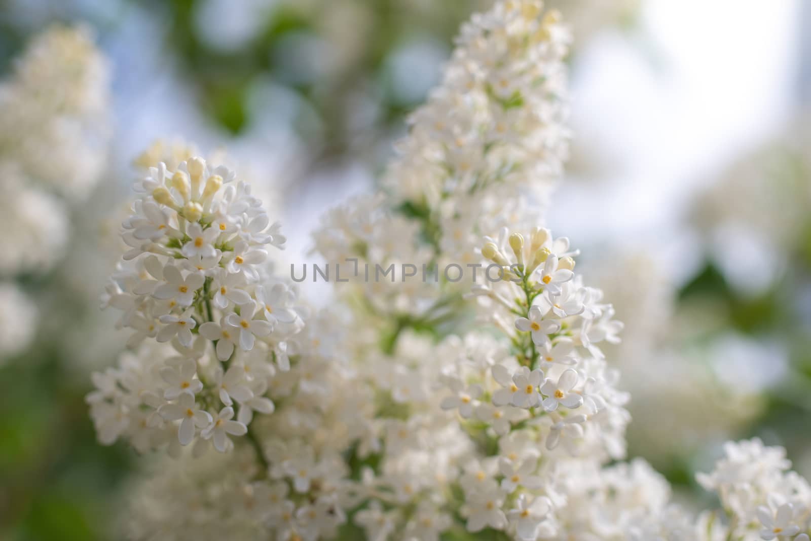 Branch of blossoming white lilac on a sunny day close up on a blurred background.