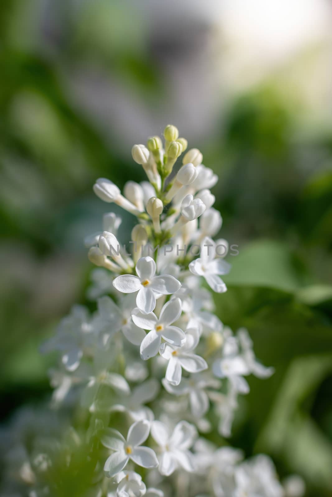 Branch of blossoming white lilac on a sunny day close up on a blurred background.