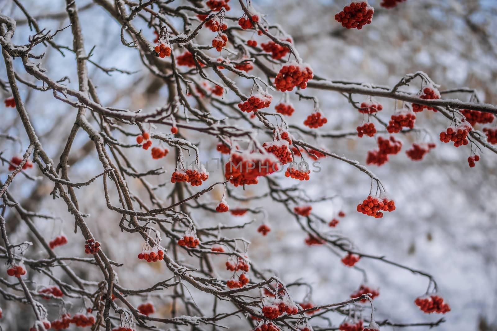 Snow-covered branches of red mountain ash on a cold winter day.